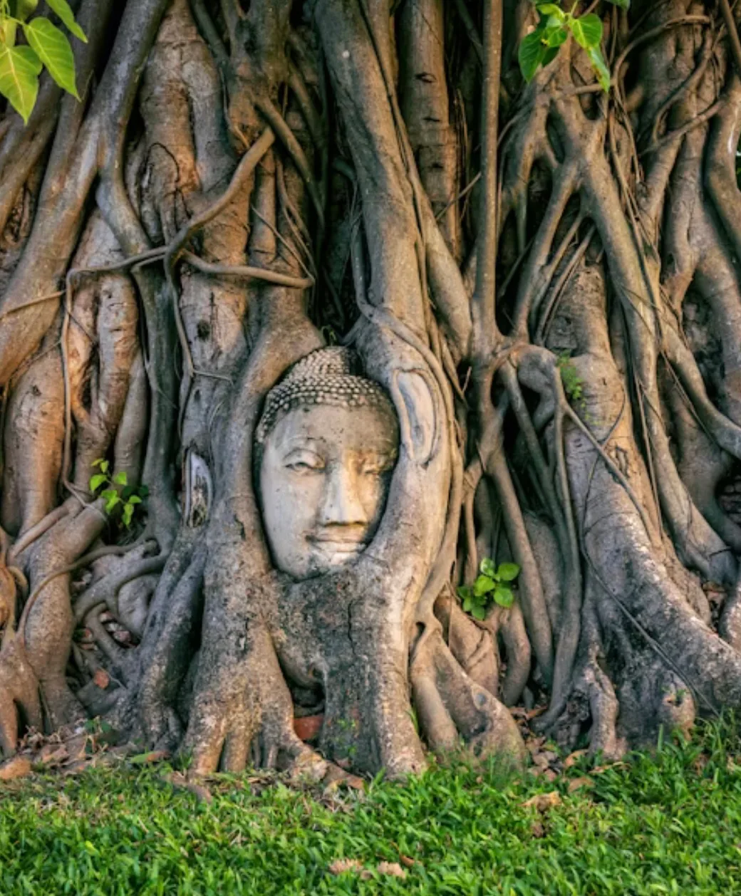 Deep roots representing embedded systems